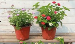 长沙太阳爆料事件视频最新,视频揭露惊人真相，网友热议不断