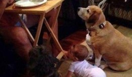 老二狗的外婆爆料视频大全,揭秘家族往事与温馨瞬间