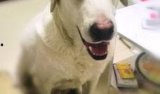 老二狗的外婆爆料视频大全,揭秘家族往事与温馨瞬间