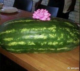 吃瓜文是什么